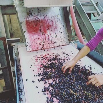 C’est finiiiiiiii 🍇▶️🍷 #vendanges2019 #grignanlesadhemar #cotesdurhonevillages #cotesdurhonevillagessuzelarousse #domainesaintluc